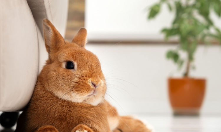 Bunny il coniglio da compagnia: linee guida generali per chi adotta per la prima volta un coniglio